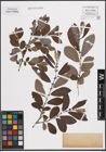 Foto von Salix cinerea L.